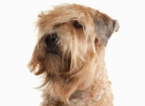 Meet the Whoodle: A Smart, Low‑Shedding Mix of Poodle & Wheaten Terrier