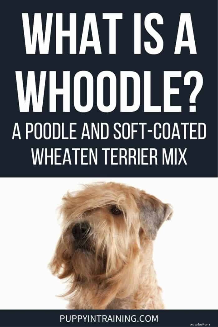 Maak kennis met de Whoodle:een slimme, weinig verharende mix van poedel en tarweterriër 