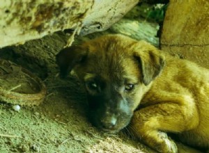 How Long Can a Puppy Survive Without Food? Key Signs and Safe Limits