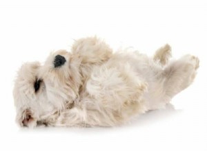Teach Your Puppy to Roll Over in Minutes: Proven Training Steps