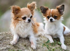 Understanding Chihuahua Aggression: Causes, Prevention, and Solutions