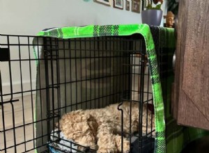 When to Wake Your Puppy for Nighttime Bathroom Breaks