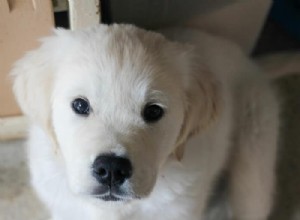 Why Does Your Dog Sit in Odd Positions? Understanding Unusual Sitting Behaviors