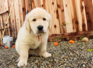How Often Should a Puppy Poop Daily? Know the Normal Range