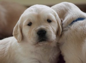 Your First Week with a Puppy: Proven Tips for Success