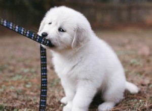 How to Stop Your Puppy from Biting and Tugging on the Leash