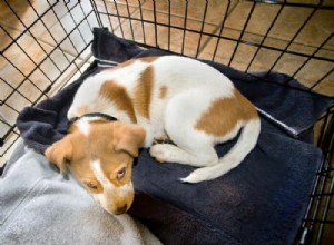 How to Create a Comfortable and Safe Crate for Your Dog