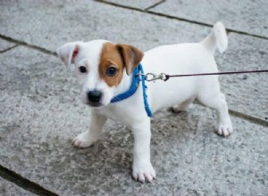 Why Does My Puppy Pee Only on Walks? Proven Ways to Change the Habit