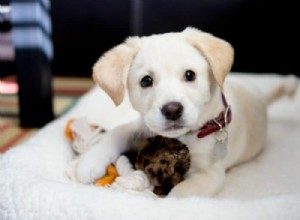 What Causes Your Puppy to Get Hyper in the Evening? Expert Insights