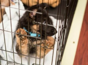 Sudden Crate Crying? 5 Common Causes & How to Calm Your Dog at Night