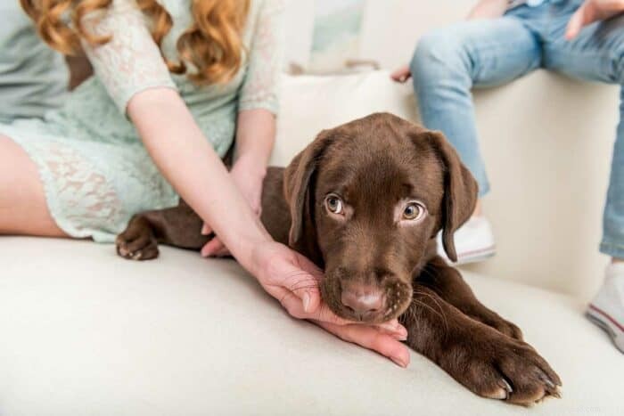 怖がる子犬に自信を持たせる:勇敢で幸せな仲間になるための実証済みの手順 
