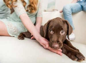 Build Confidence in Your Fearful Puppy: Proven Steps for a Braver, Happier Companion
