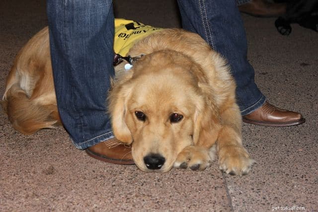 Como conseguir um cão de serviço para ansiedade e depressão:etapas, benefícios e recursos 