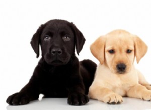 Golden Retriever vs Labrador: 8 Key Breed Differences to Help You Choose