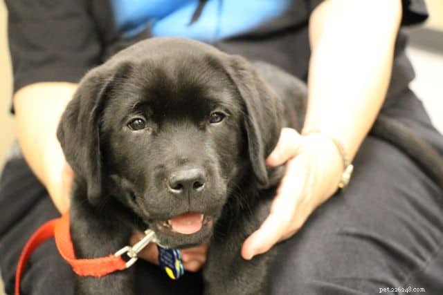 Golden Retriever vs Labrador:8 principais diferenças de raças para ajudá-lo a escolher 