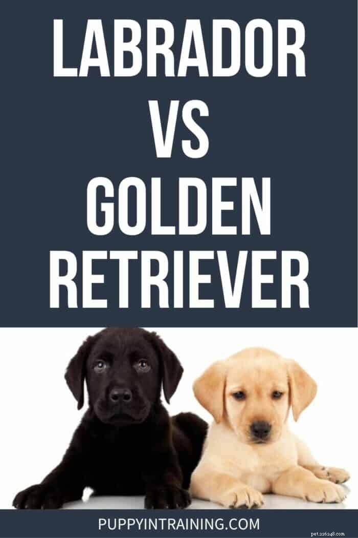 Golden Retriever vs Labrador:8 principais diferenças de raças para ajudá-lo a escolher 