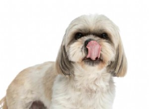 Teddy Bear Dogs Explained: Traits, Care, and Lifestyle Fit