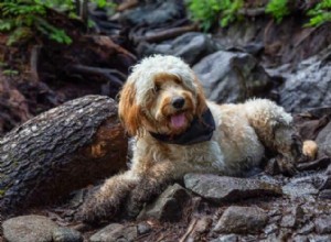Goldendoodles vs. Bernedoodles: 6 Key Differences to Help You Choose