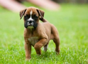 What Is the Cost of a Boxer Puppy? A Complete Guide