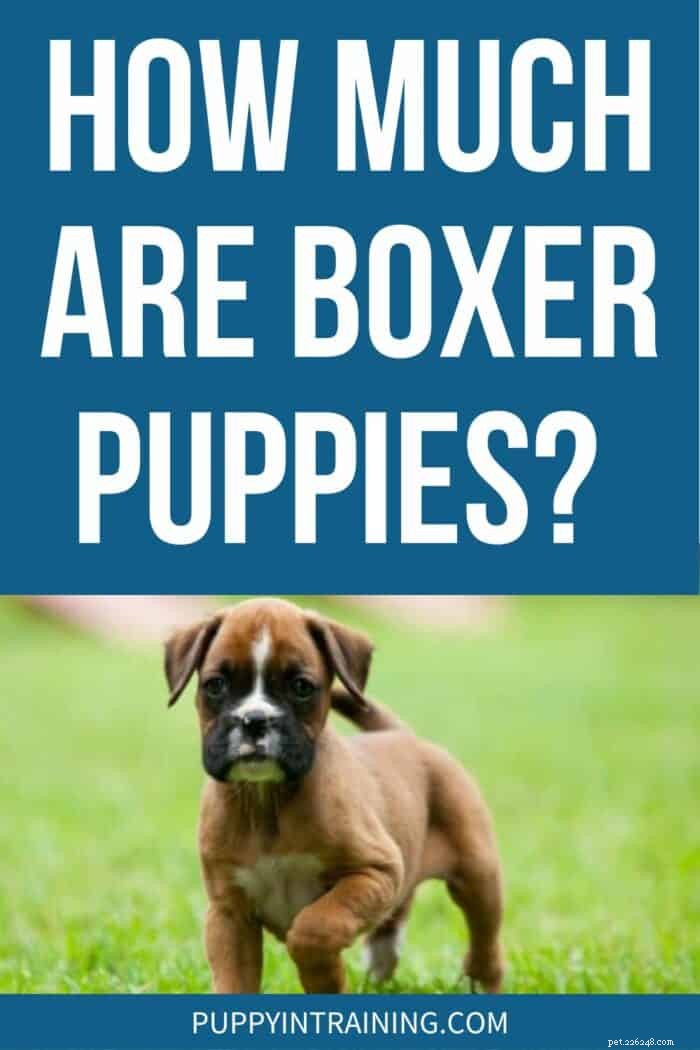 Qual é o custo de um filhote de cachorro Boxer? Um guia completo 