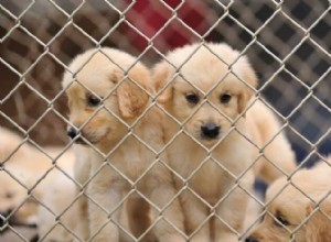 Understanding Puppy Mills: How to Spot and Avoid Them