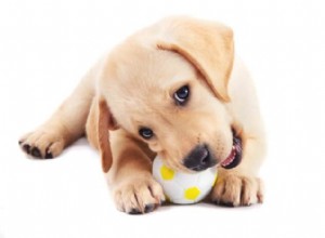 Expert Guide: Storing Your Puppy’s Kong Toy for Optimal Fun and Health