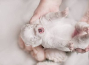 Identifying Early Signs of a Newborn Puppy’s Decline: A Caregiver’s Guide