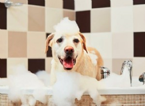 When Is It Safe to Shower a Puppy? Expert Guidelines