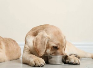 Top 5 Puppy Milk Replacers: Safe, Nutritious Alternatives to Mother’s Milk