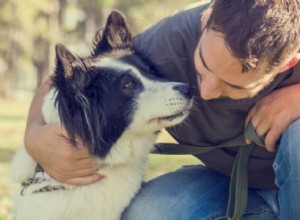 Discover the Best Dog Names Beginning with D – Curated Inspiration List