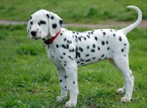 Top Black & White Dog Names to Inspire Your Choice