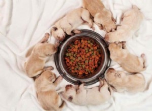 Puppy Food vs. Adult Dog Food: Key Differences Explained
