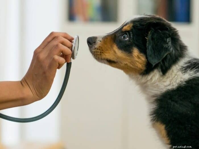 15 belangrijke vragen die u aan uw dierenarts kunt stellen voor een gezonde puppy 