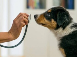 15 Key Questions to Ask Your Vet for a Healthy Puppy