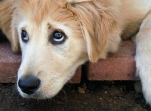Puppy Body Language Explained: Mastering Their Signals for a Stronger Bond