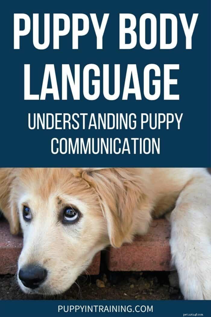 Explicação da linguagem corporal do filhote:dominando seus sinais para um vínculo mais forte 