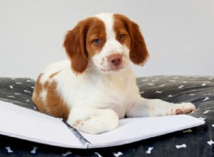 Puppy Kindergarten: The Key to Early Obedience Training