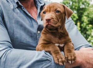 Top R Dog Names: Find the Perfect Fit for Your New Puppy