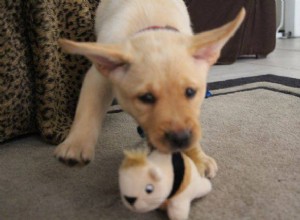 Top 8 Interactive Toys That Keep Your Puppy Mentally Engaged