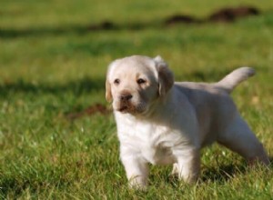 Potty Training a 4-Month-Old Puppy After Regression: Proven Strategies