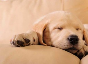 Train Your Puppy to Sleep Through the Night: Expert Tips & Proven Techniques