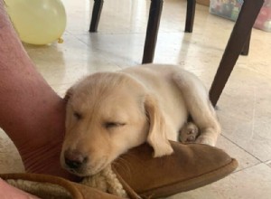Why Does My Dog Sleep at My Feet? Understanding the Behavior and When to Take Action