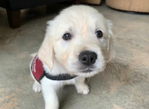 Mastering Emotional Support Dog Training: A Beginner’s Guide