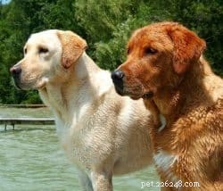A Comprehensive Guide to Distinguishing American and English Labradors