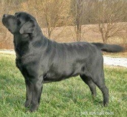 Un guide complet pour distinguer les labradors américains et anglais 