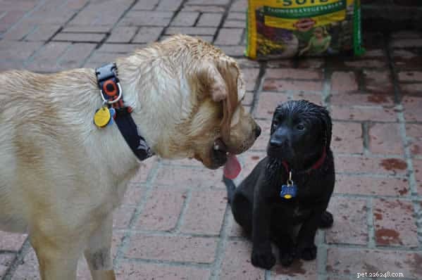 Un guide complet pour distinguer les labradors américains et anglais 