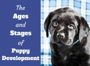 Complete Puppy Development Guide: Milestones & Week‑by‑Week Growth Timeline