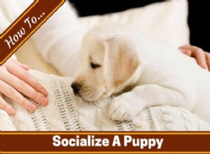 Raise a Confident, Happy Dog: Proven Puppy Socialization Techniques