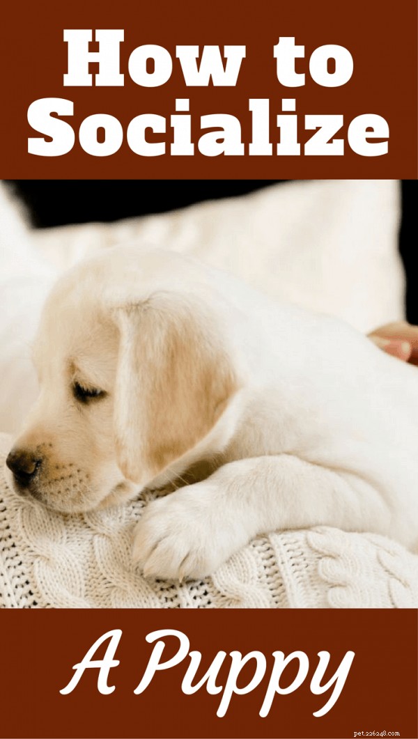 Voed een zelfverzekerde, gelukkige hond op:bewezen technieken voor puppysocialisatie 