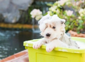 When to Bathe Your Puppy: A Proven Step‑by‑Step Guide